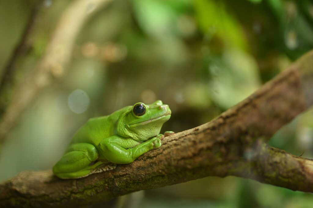 nadzór środowiska przyrodniczego