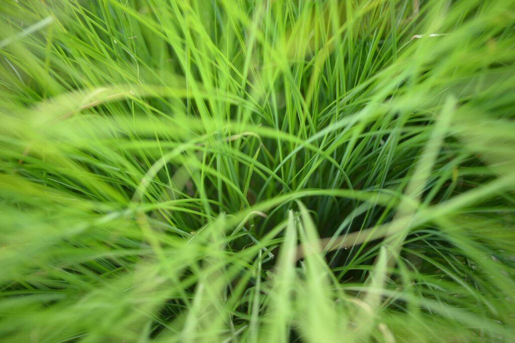 nadzór środowiska przyrodniczego