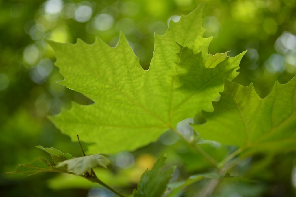 nadzór środowiska przyrodniczego